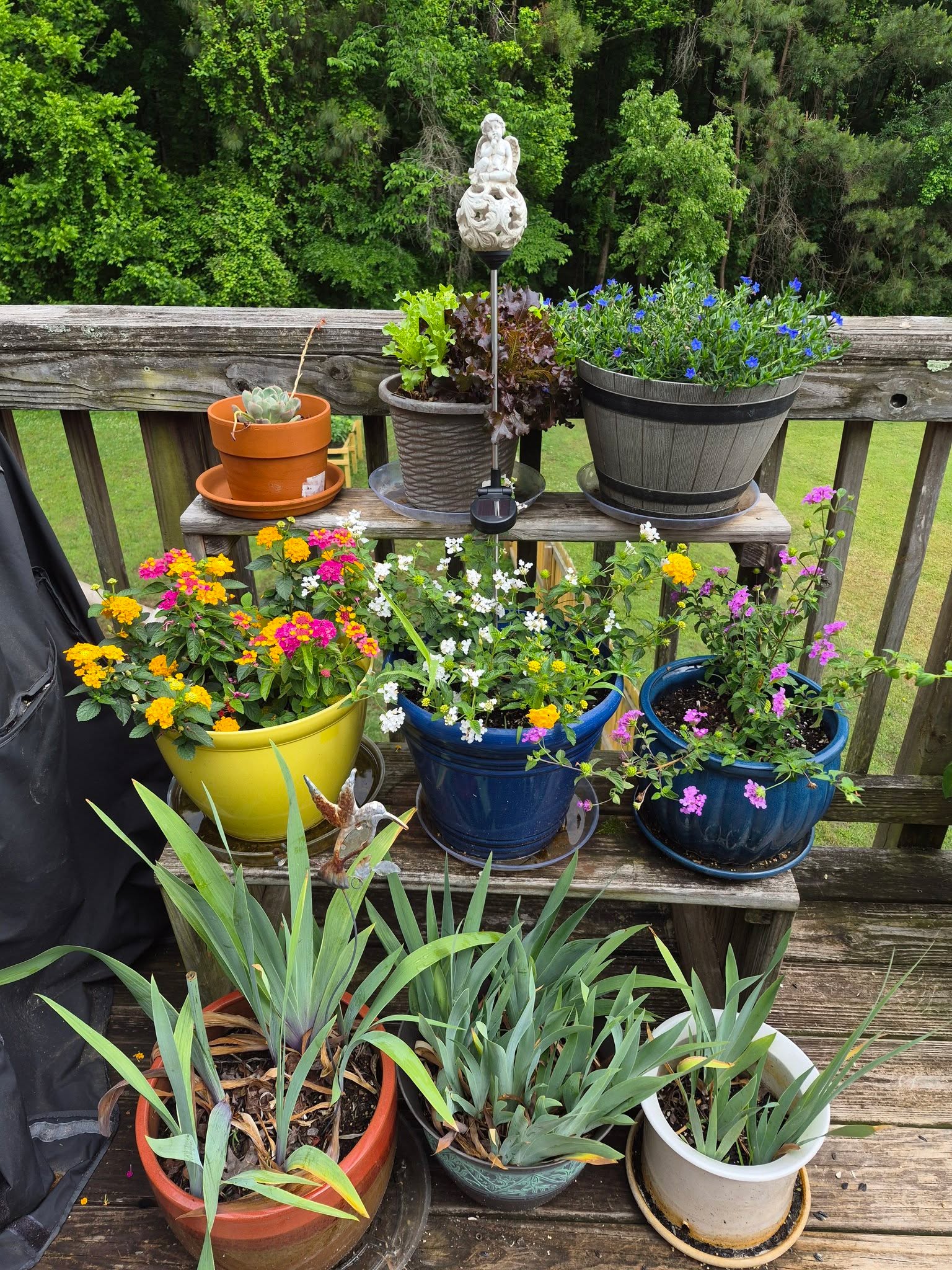 Happy Friday!
Trying to get back into the swing of things. I rearranged my flowers so I could see the hummingbirds eat. They like Lantana better than the sugar water.