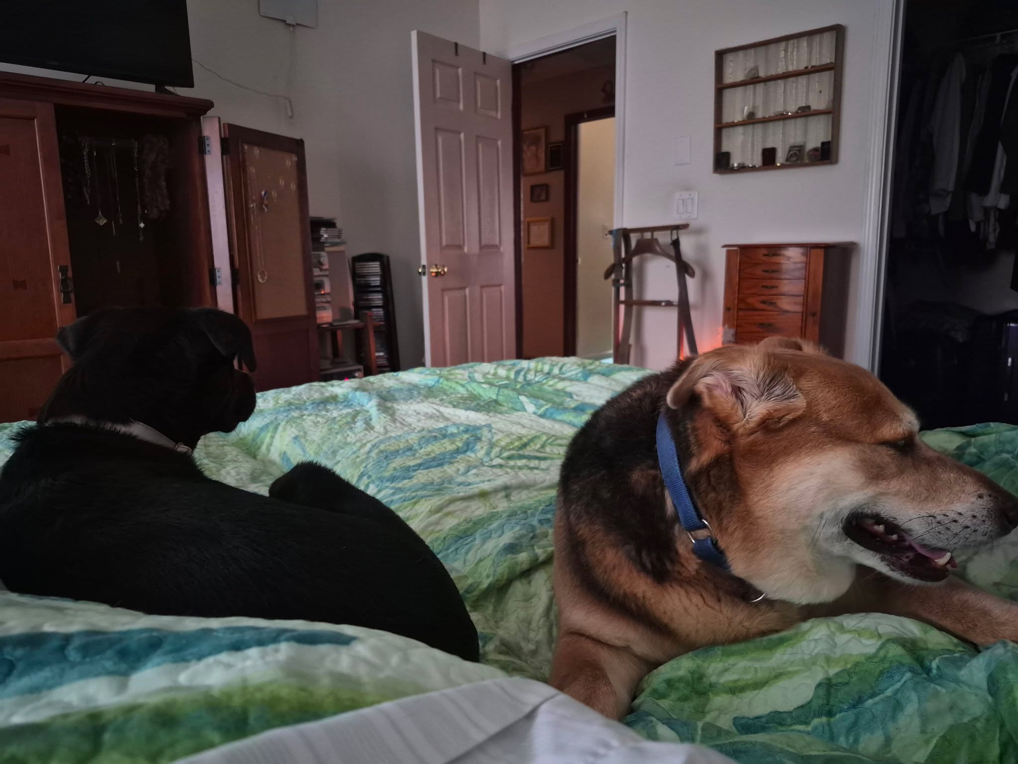 Good morning!

The pups missed us. They follow me everywhere right now. 

Are you pets clingy after a trip?