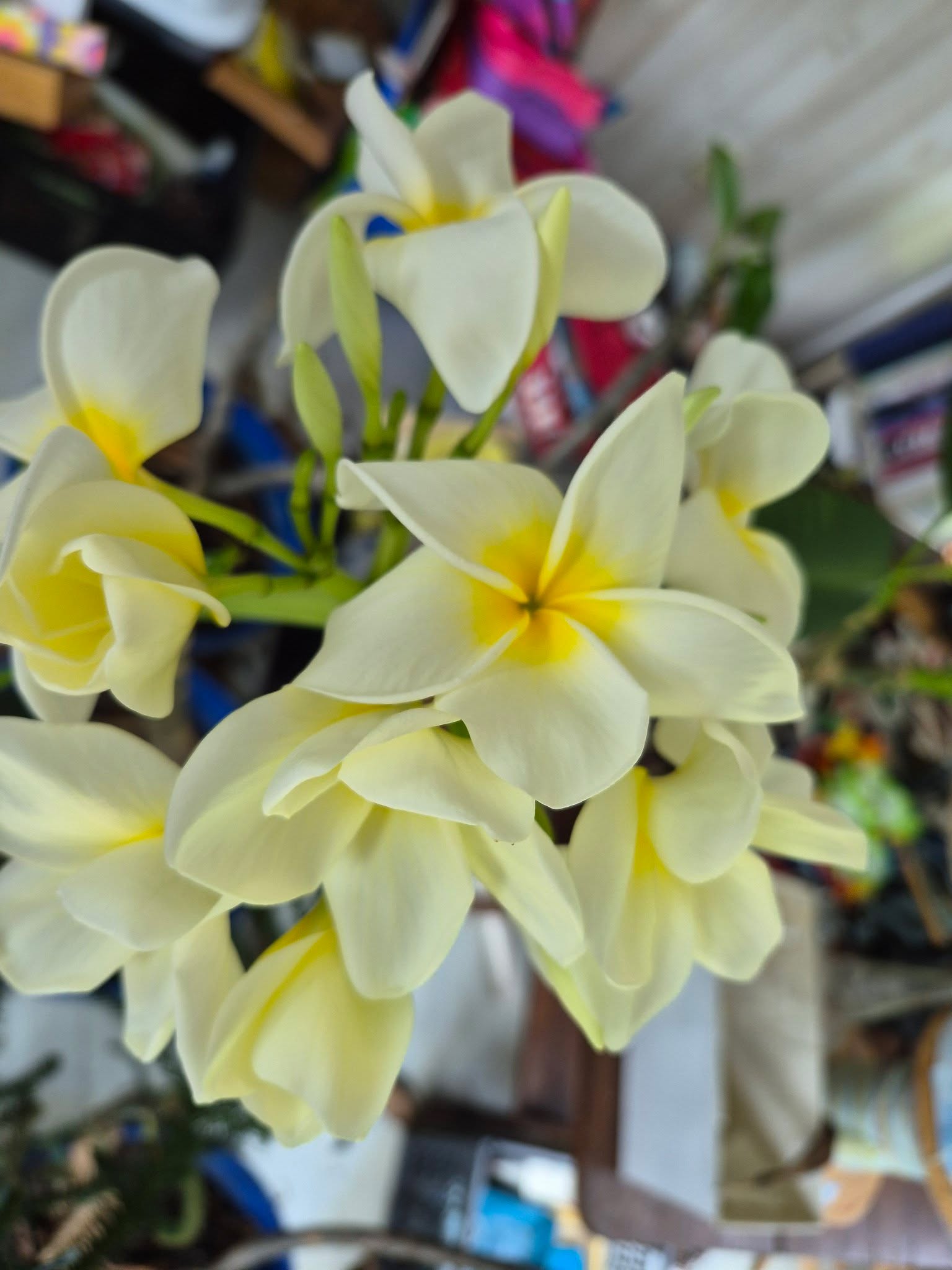 I checked on the plumeria in the sunroom today. 
We can't put them on the porch until the temperature is at least 60 degrees outside consistently. 

They aren't waiting. 

Look at these blooms!
And the smell! Ahhhh!