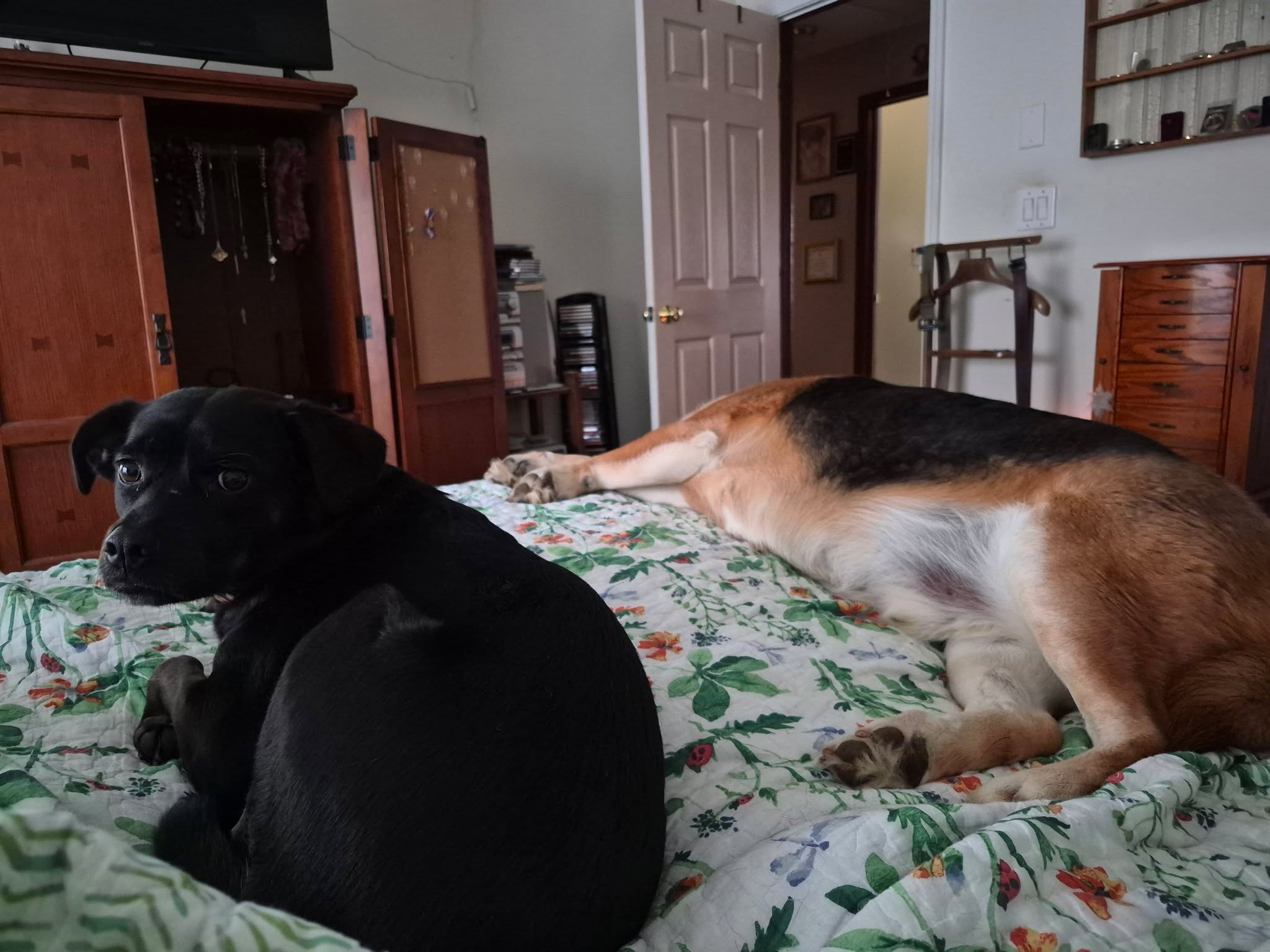 Yep...
We're here again today. 
Just being comfy and quiet. 
Hope your Tuesday is terrific!