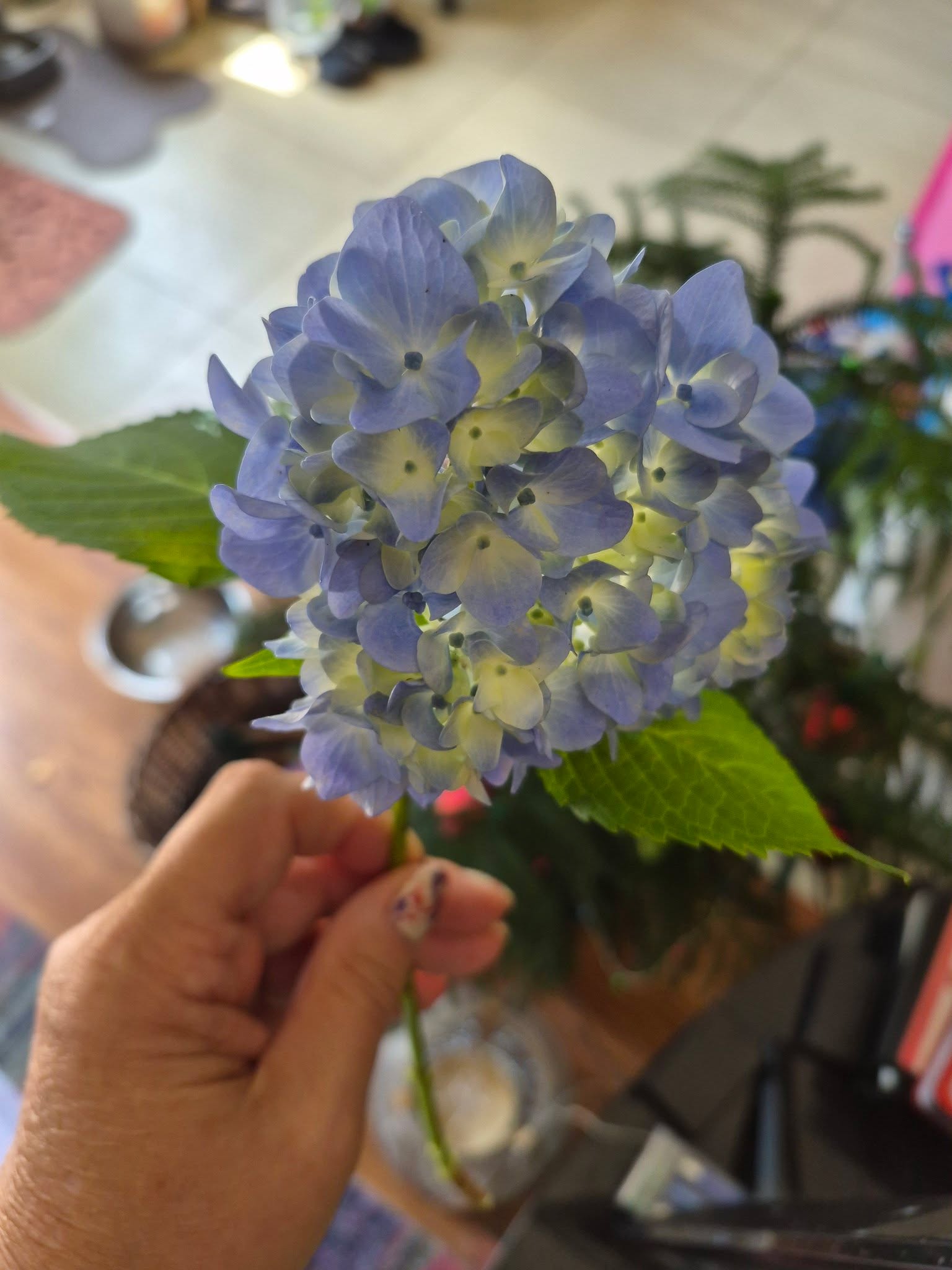 I'm so excited!

Our first hydrangea of the session!