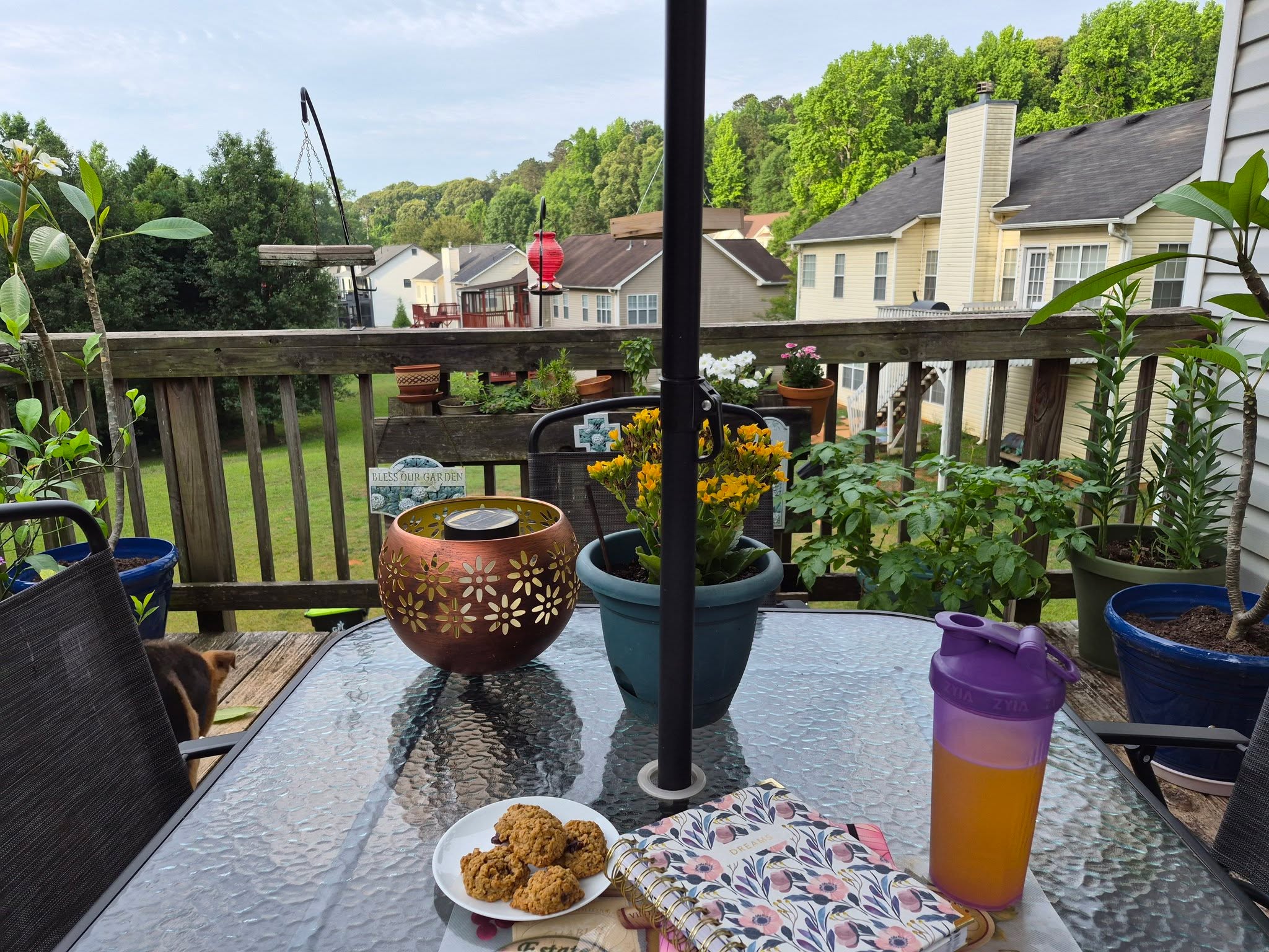 Good morning world!
I'm up early and feeling motivated!

I'm on my deck for the first time this season surrounded by my beautiful plants and flowers, and being serenaded by the birds...

Make your day be a beautiful day!