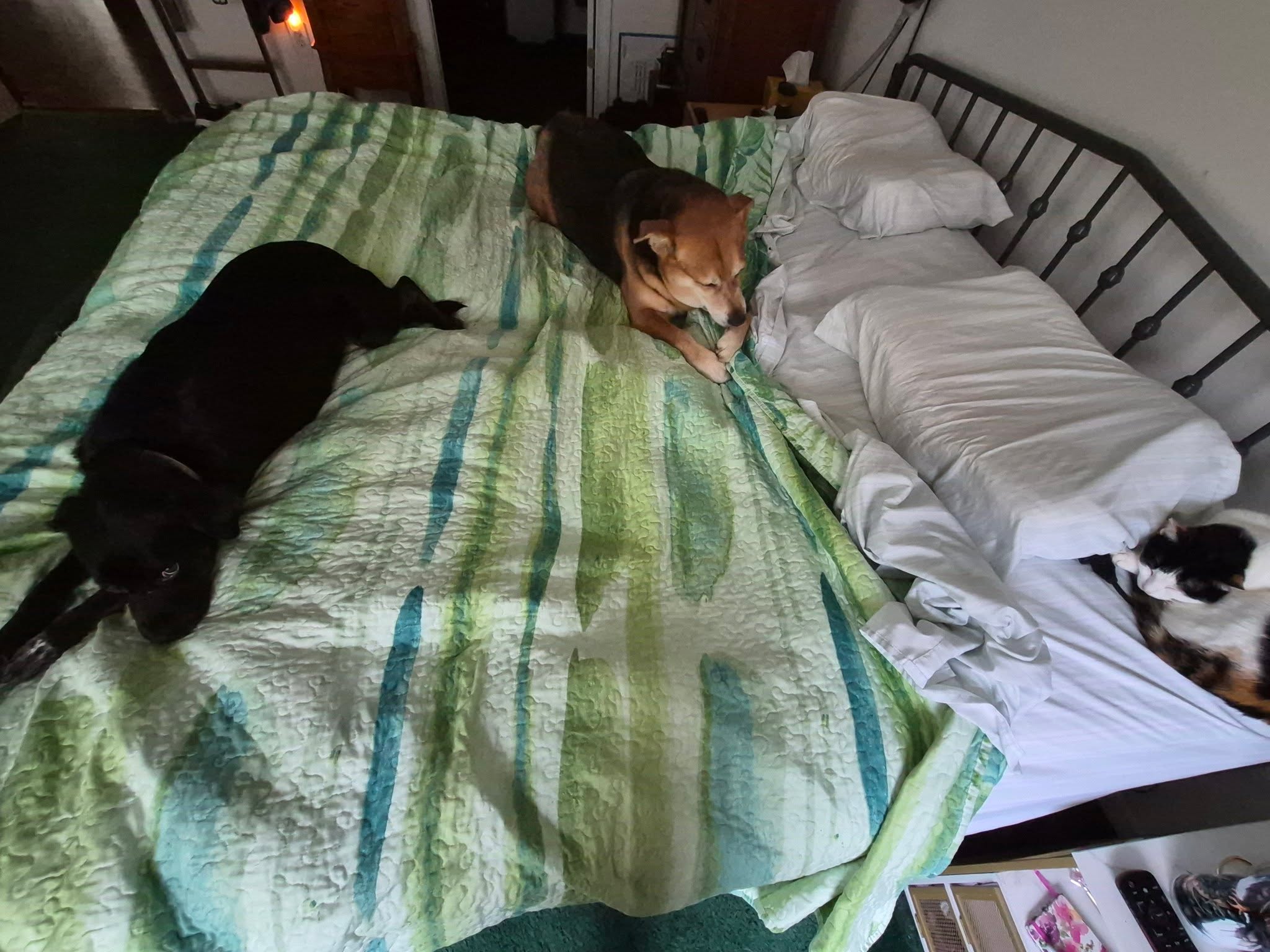 Happy Friday! 
Leaving the fur babies right here.
I'm up and moving. 
Got things to do!

What are you up to?