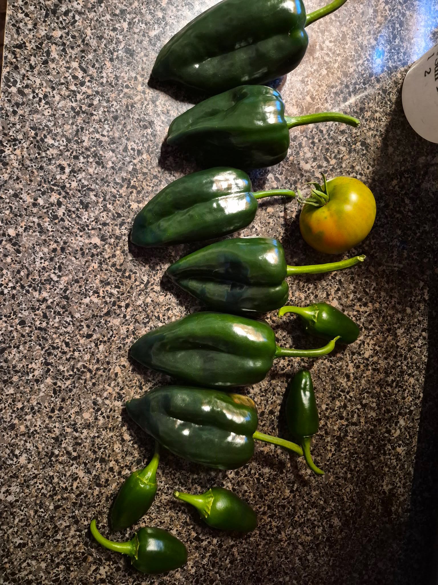 It's Wellness Wednesday!

We try to grow what we can so that we know what we are eating.

The fresher the food, the better for your body.

How does your garden grow?