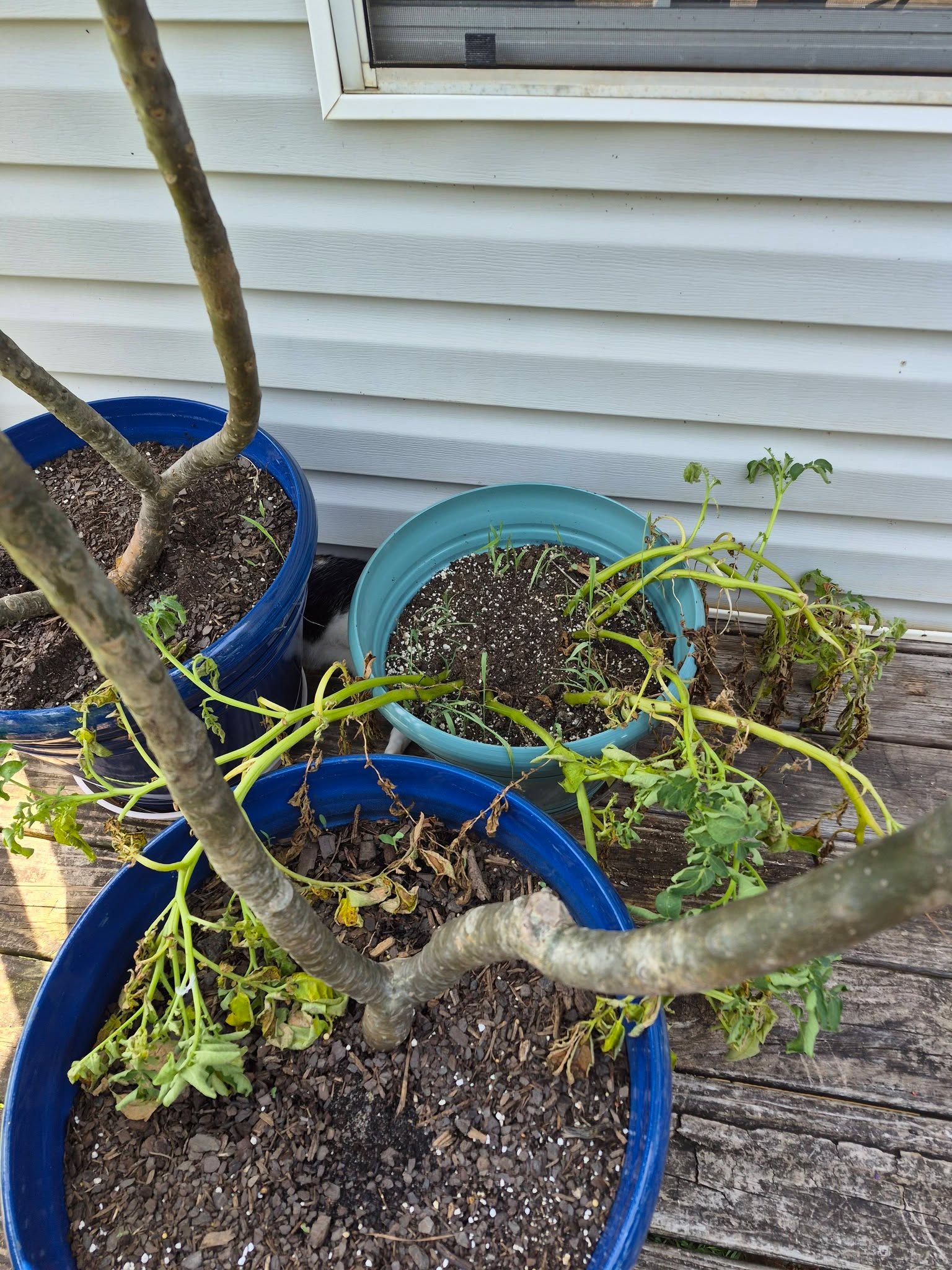 A couple of months ago, Paul planted some potatoes that had too many eyes to eat. One potato cut into the eyes. 

Here is the harvest! 

Will plant the pot again after the 29th, the suggested by the Farmer's Almanac suggestion.

You can put country folks in the city but you can't take the country out of us 😁
