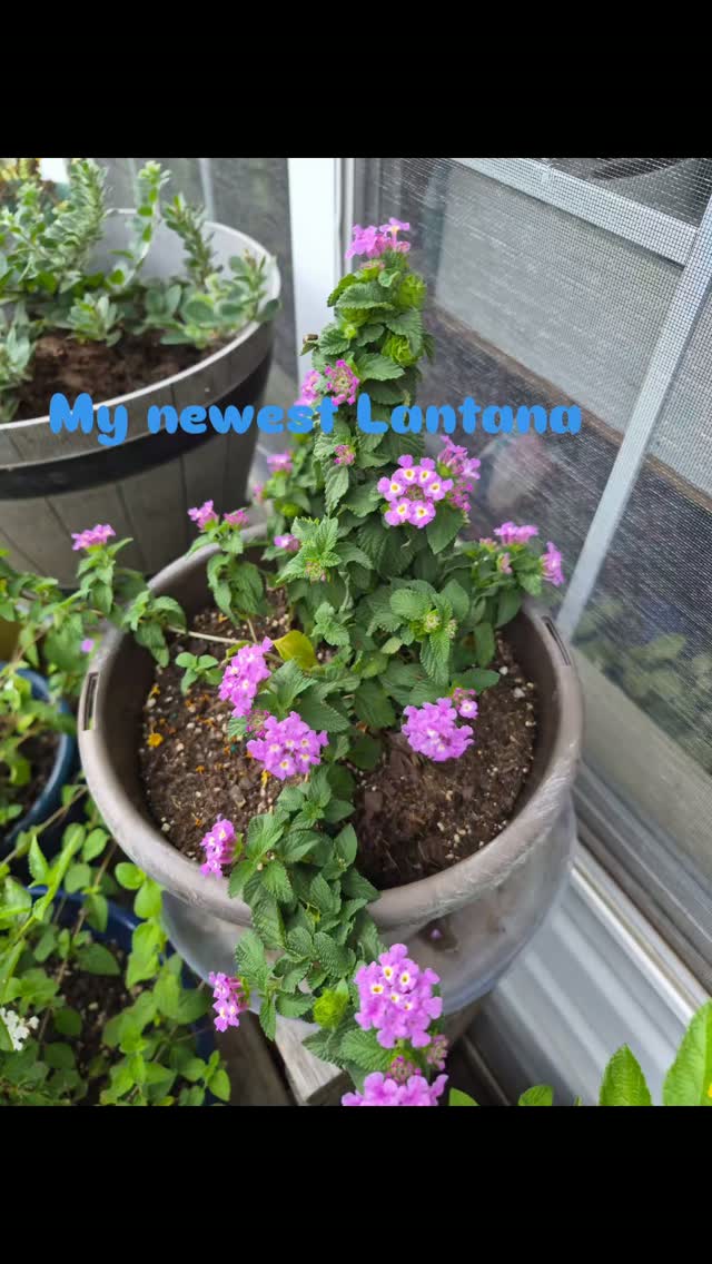 Added a third Lantana to my garden!

#healthyskincarelady