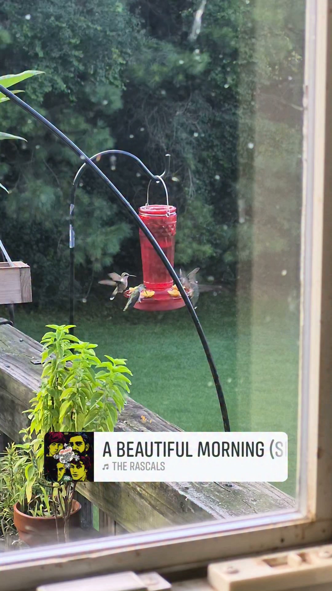 Good morning from my hummingbirds!
Here's to enjoying the simple things...