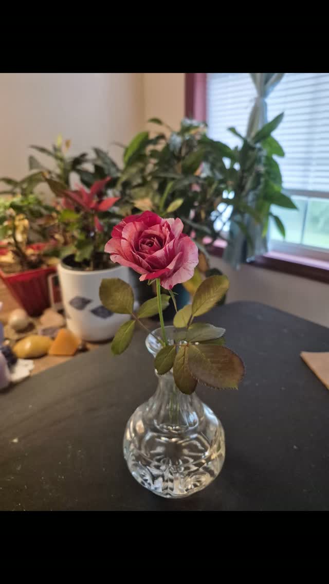 This rose is 26 years old. 
Well, the bush that it came from is. We planted it in front of our house right after we moved in. 
It has survived heat, cold, flooding, snow ❄️, tornadic winds, and a hurricane or two.
It is proof that no matter how old you are or what you've been through, you can still bloom where you are planted.