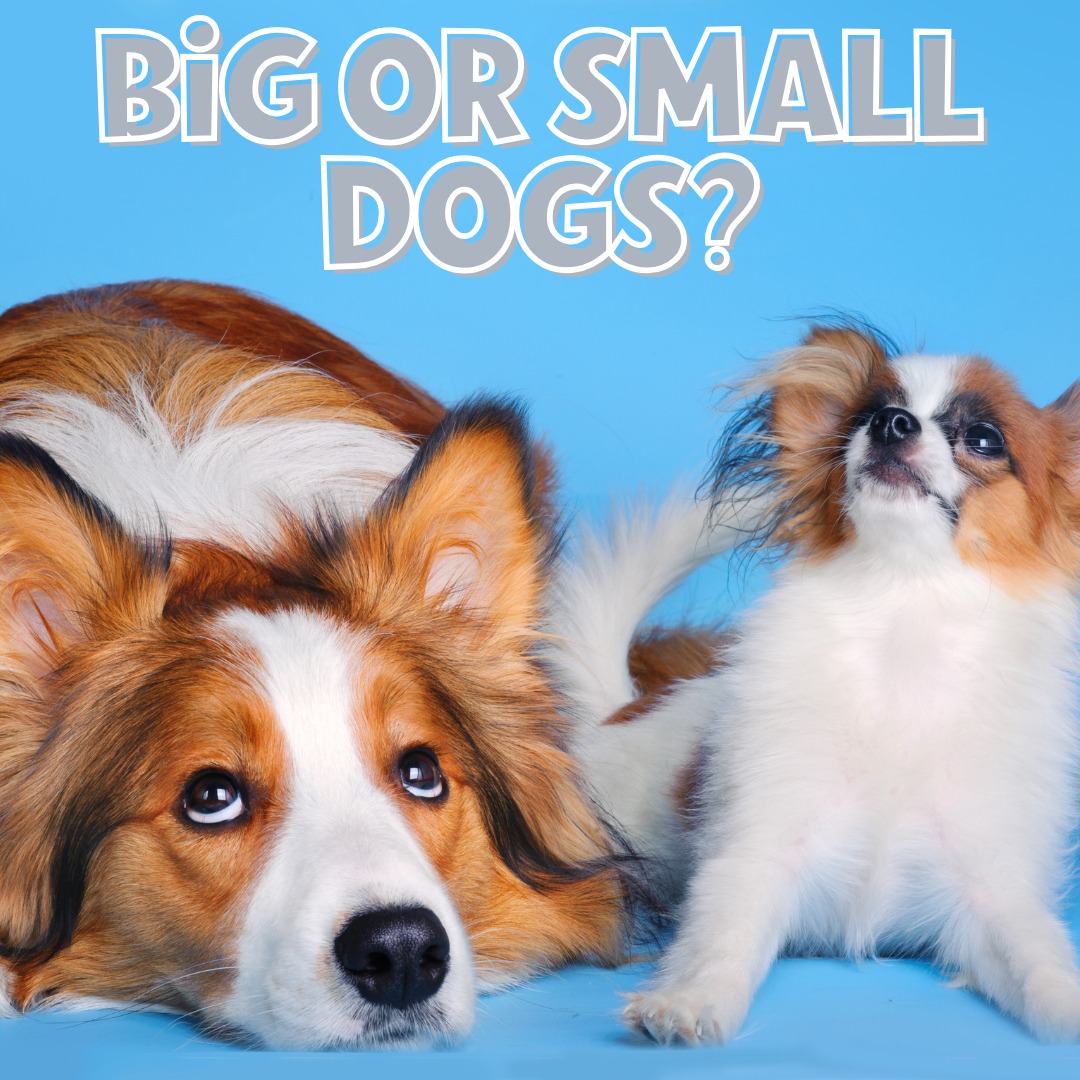 It's National Dog Day!
Does size matter when it comes to dogs? Ruff no🐶